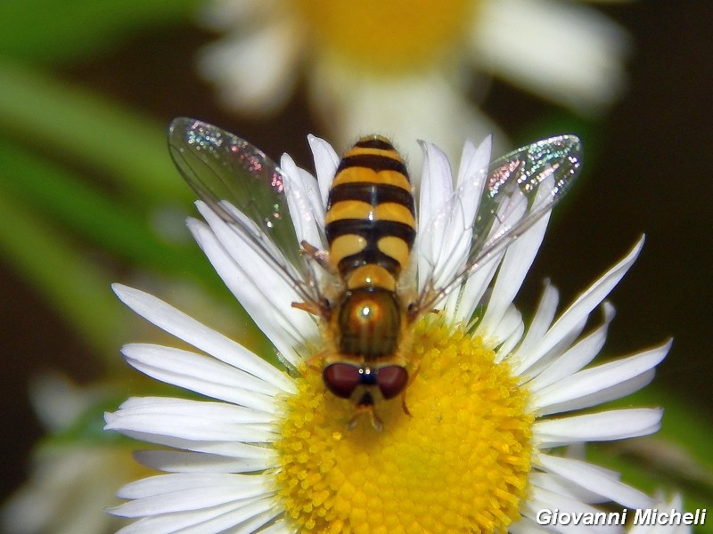 Syrphus ribesii?